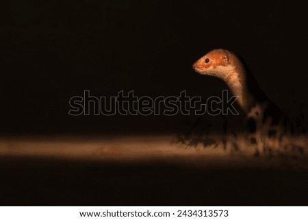 Least Weasel. Artistic wildlife photography. Dark nature background.