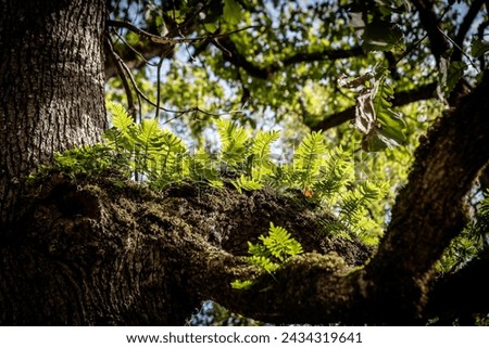 beautiful forest in extrem north of Tunisia Royalty-Free Stock Photo #2434319641