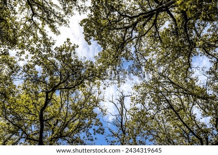 beautiful forest in extrem north of Tunisia Royalty-Free Stock Photo #2434319645