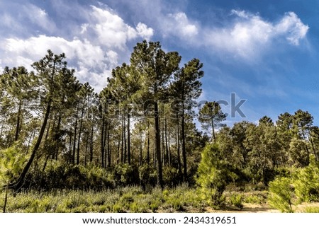 beautiful forest in extrem north of Tunisia Royalty-Free Stock Photo #2434319651