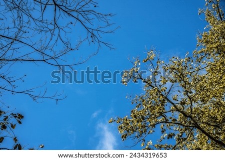 beautiful forest in extrem north of Tunisia Royalty-Free Stock Photo #2434319653