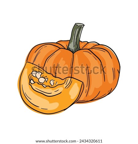 Pumpkin. Vector hand drawn illustration of vegetables. Culinary ingredient. Isolated sticker on white background