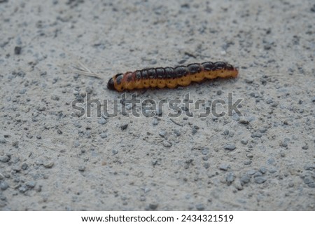 a large caterpillar crawls across the path
