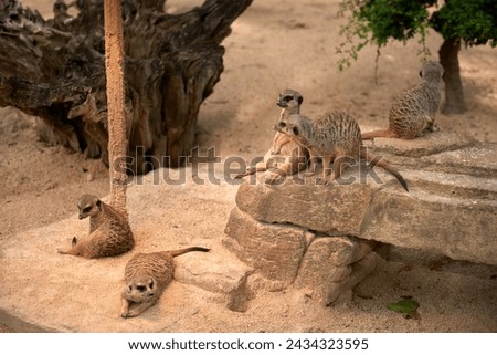 Meerkats' Oasis in the Heart of the Zoo. Enchanting Meerkats. Meerkat: Whimsical Moments in the Wilderness. Exploring the Savanna Landscape. Playful Meerkats in the African Sun. Guardians of the