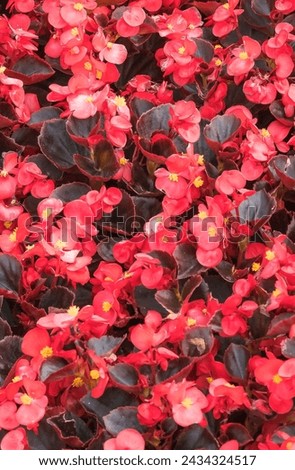 It's photo of Red Begonia flower (Begonia semperflorens). It is close up view of blooming pink flower in garden. Its view of begonia flower bed in a park. It is flower background.