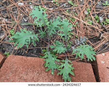 Late winter has Red Russian kale sprouting from seed in North Carolina garden.  Colorful green frilly leaves with reddish stems are nutritious and ornamental. Shallow depth of field. Royalty-Free Stock Photo #2434324617