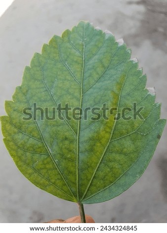 This is a picture of Green color leaf.