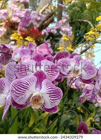 This picture is a photograph of an orchid flower