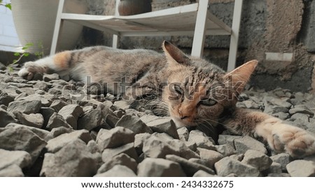 A Stony Snooze: Stray Cat Finds Rest Among the Rocks,A stray cat seeks a brief moment of solace, nestled on top of a pile of cold stones. This photo evokes empathy for the plight of homeless animals