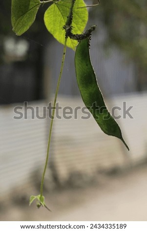 This is a bean which is green . It has two leaf also . The background of this picture is too blur .