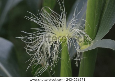 This is a beautiful picture . This picture shows a natural object . This is top part of a corn tree . Its green and white . 