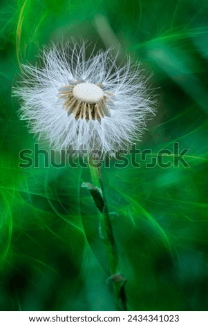 Edible dandelion flower or lion's tooth