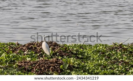 The image shows a bird standing in the water. It is likely an aquatic bird such as a heron in a natural setting like a lake or freshwater marsh. The bird is captured standing in the water, showcasing  Royalty-Free Stock Photo #2434341219