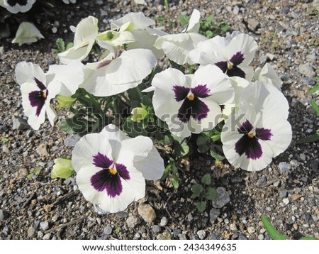  White and purple pansy flowers                              