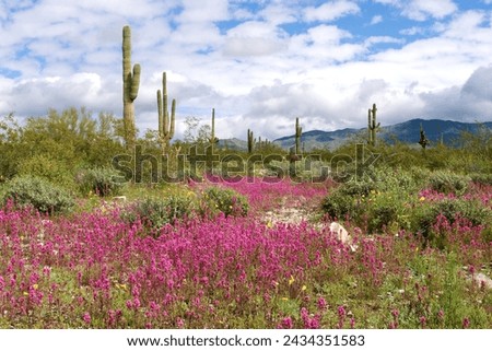 Owl's clover carpet with saguaros and clouds. Royalty-Free Stock Photo #2434351583