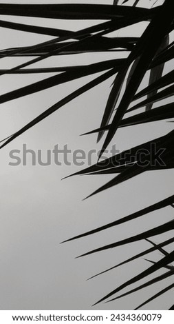 A beautiful view of palm leaves with grey sky.These leaves are characterized by their long, slender shape and typically vibrant green color. Royalty-Free Stock Photo #2434360079