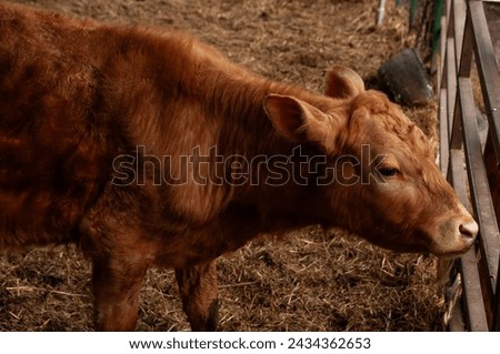 A Red Calf in a barn on a farm during the summer. Royalty-Free Stock Photo #2434362653