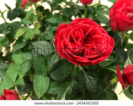 Red roes beautiful red rose rose picture fresh flower.
