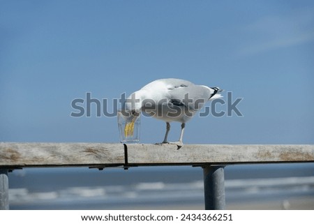 

Seagull drinks water from a water glass