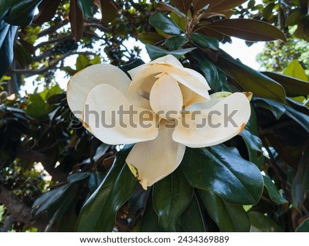 Flowering Ficus Macrophylla. A branch with a white blooming flower of Ficus Macrophylla. El Retiro Park in the city of Madrid Royalty-Free Stock Photo #2434369889
