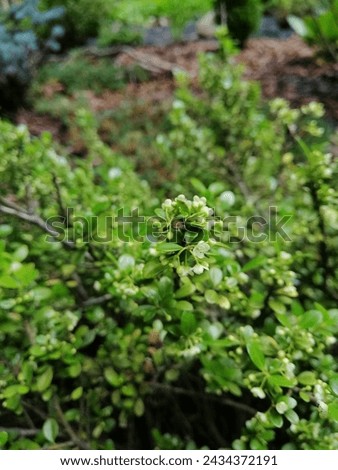 Blooming Evergreen round spherical Ilex crenata Convexa or Japanese Holly shrub with small glossy leaves and tiny white flowers on the blurred garden background  Royalty-Free Stock Photo #2434372191
