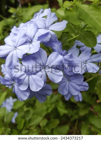 Beautiful blue color flower for garden