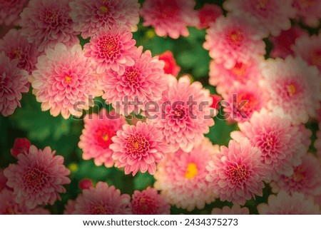 Top beautiful flowers and beautiful look and beautiful colour 