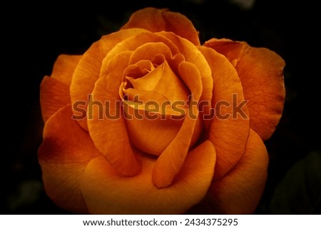 Top beautiful flowers and beautiful look and beautiful colour 