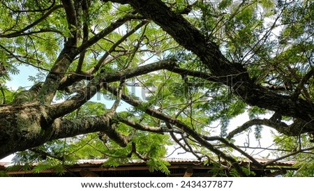 View of tree branches on a hot day in Natagaima – Tolima- Colombia
