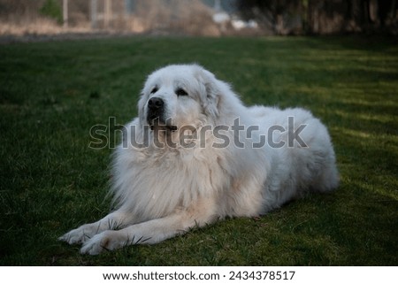 The Pyrenean Mountain Dog is a breed of livestock guardian dog from France, where it is known as the Chien de Montagne des Pyrénée It is called the Great Pyrenees in the United States. Royalty-Free Stock Photo #2434378517