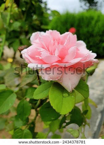 A picture of flower in college 