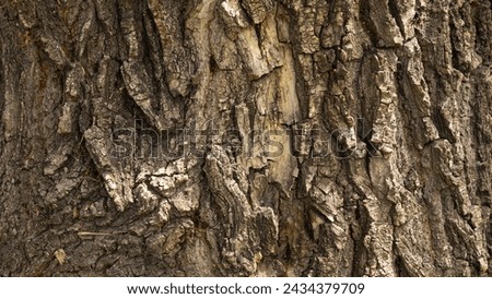 Bark pattern is seamless texture from tree. For background wood work, Bark of brown hardwood, thick bark hardwood, residential house wood. nature, trunk, tree, bark, hardwood, trunk, tree, trunk Royalty-Free Stock Photo #2434379709