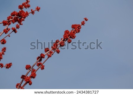 A tree branch blossoming in spring