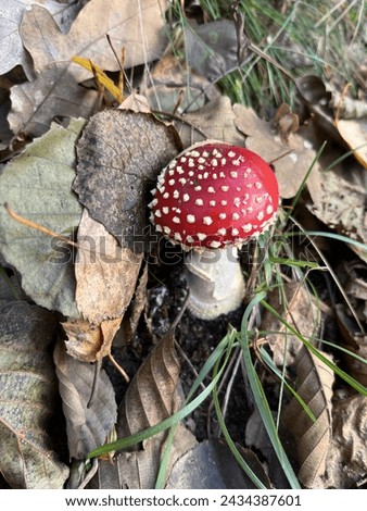 Perfect picture of an autumn day with a red mushroom and dry leaves
