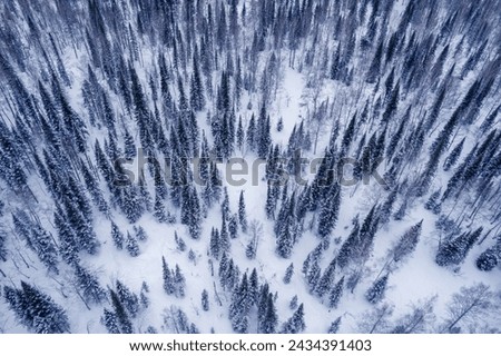 Aerial top view winter forest with fresh snow and white trees in rural Sheregesh, Drone photo.