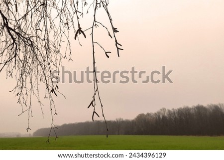 In the foreground of the bare twigs of the tree, in the background field with trees, foggy landscape, cold weather, green horizon, color photo