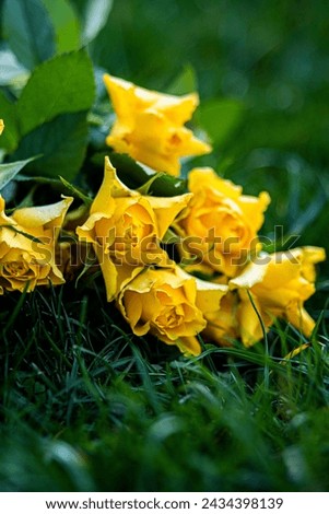 yellow roses, bouquet, deep color, vertical photo, grass, outside
