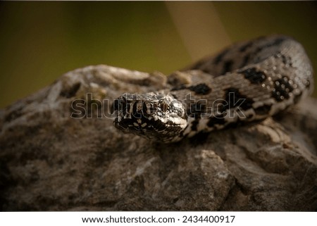 Aruba Island Rattlesnake (Crotalus durissus unicolor): Native to the island of Aruba in the Caribbean, this rattlesnake is critically endangered.