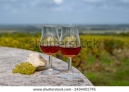 Tasting of Cognac strong alcohol drink in Cognac region, Grand Champagne, Charente with rows of ripe ready to harvest ugni blanc grape on background uses for spirits distillation, France Royalty-Free Stock Photo #2434401745