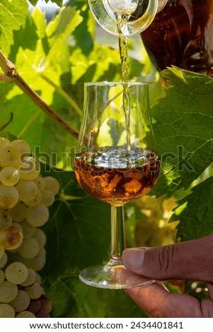 Tasting of Cognac strong alcohol drink in Cognac region, Grande Champagne, Charente with ripe ready to harvest ugni blanc grape on background uses for spirits distillation, France Royalty-Free Stock Photo #2434401841