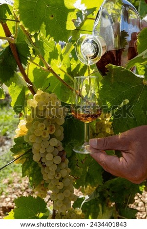 Tasting of Cognac strong alcohol drink in Cognac region, Grande Champagne, Charente with ripe ready to harvest ugni blanc grape on background uses for spirits distillation, France Royalty-Free Stock Photo #2434401843