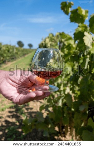 Tasting of Cognac strong alcohol drink in Cognac region, Grande Champagne, Charente with ripe ready to harvest ugni blanc grape on background uses for spirits distillation, France Royalty-Free Stock Photo #2434401855