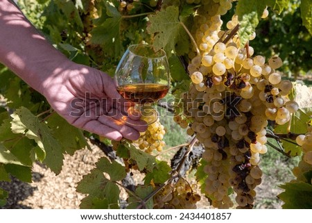 Tasting of Cognac strong alcohol drink in Cognac region, Grande Champagne, Charente with ripe ready to harvest ugni blanc grape on background uses for spirits distillation, France Royalty-Free Stock Photo #2434401857