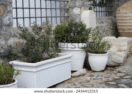 Ruellia simplex blooms with purple flowers in pots in the old town of Lindos. Ruellia simplex, the Mexican petunia, Mexican bluebell or Britton's wild petunia, is a species of flowering plant.