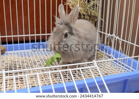 a small lionhead rabbit sits in a open cage and eats a parsley leaf. gray bunny looking at the camera