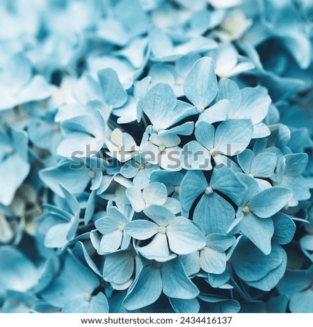 Blue hydrangea flower close up, soft selective focus. Delicate floral background, toned Royalty-Free Stock Photo #2434416137