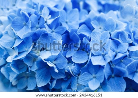 Blue hydrangea flower close up, soft selective focus. Delicate floral background, toned Royalty-Free Stock Photo #2434416151
