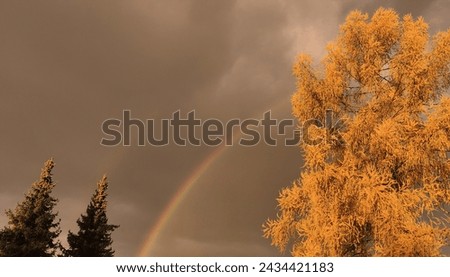 A beautiful colorful rainbow between trees, color photo