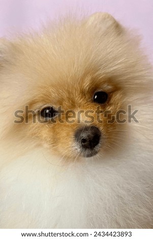 close up of the muzzle of a small beige Pomeranian puppy on a pink background. pet portrait. cute pet look