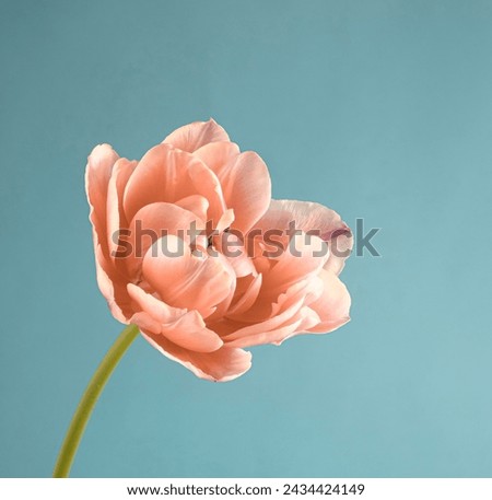 peach delicate tulip on the stem on a soft blue background.